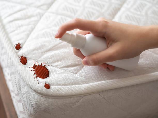 Best Termite Control Services  in Kershaw, SC